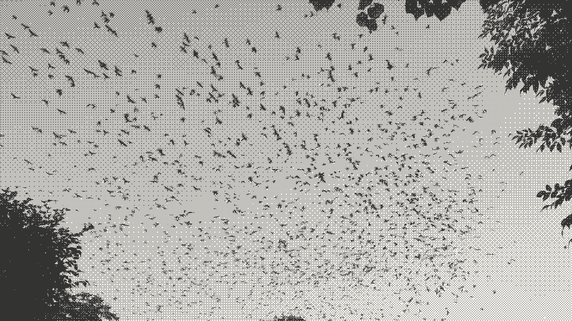 A monochrome murmuration moving as one field